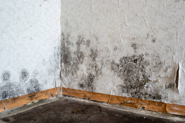 Office Mold Removal Services in Ishpeming, MI